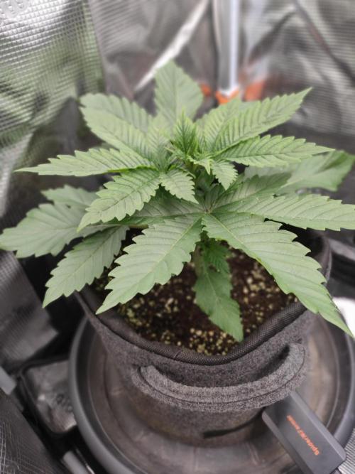 Two hippos in one box. Week 3