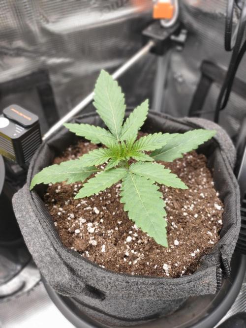 Two hippos in one box. Week 3