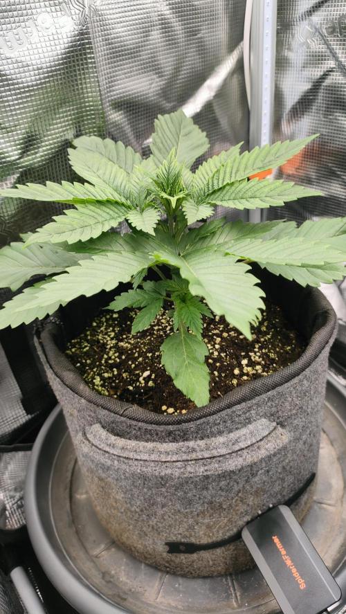 Two hippos in one box. Week 3