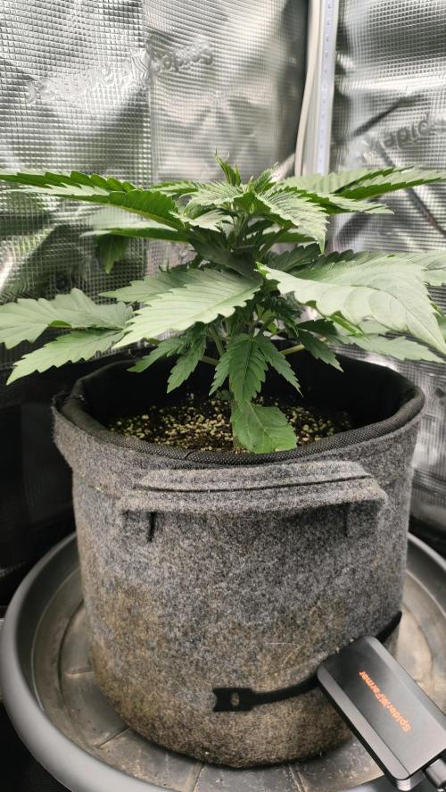 Two hippos in one box. Week 3