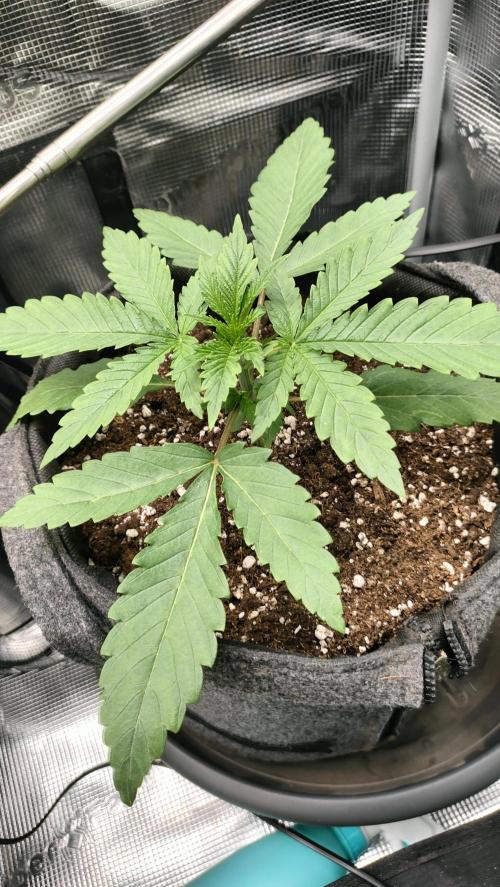 Two hippos in one box. Week 3