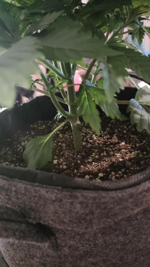 Two hippos in one box. Week 3