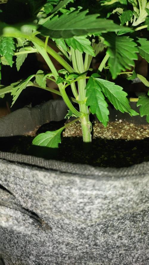 Two hippos in one box. Week 3