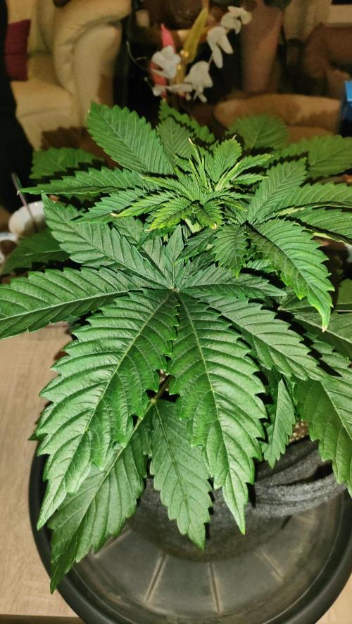 Two hippos in one box. Week 3