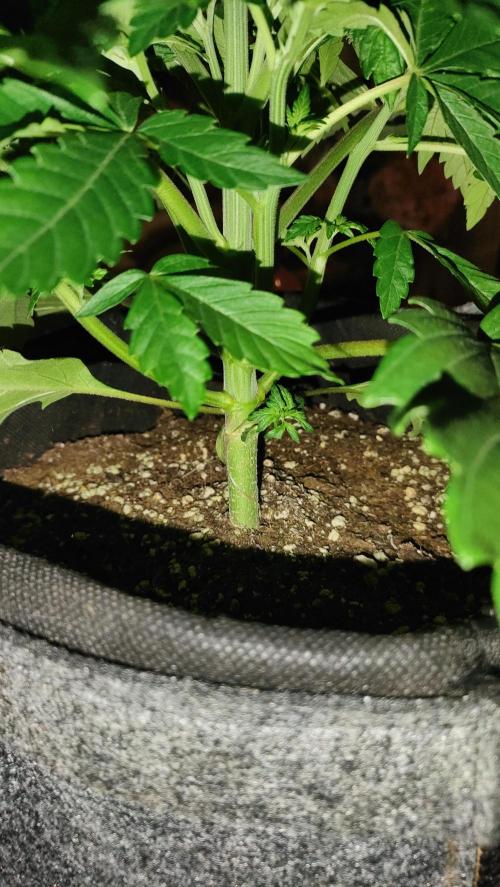 Two hippos in one box. Week 3