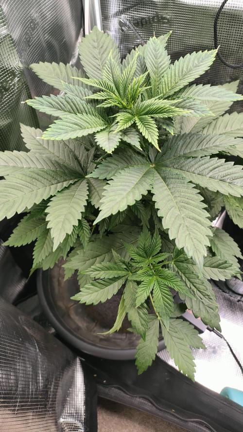 Two hippos in one box. Week 4