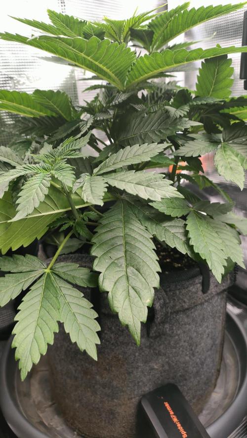 Two hippos in one box. Week 4