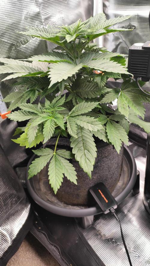 Two hippos in one box. Week 4