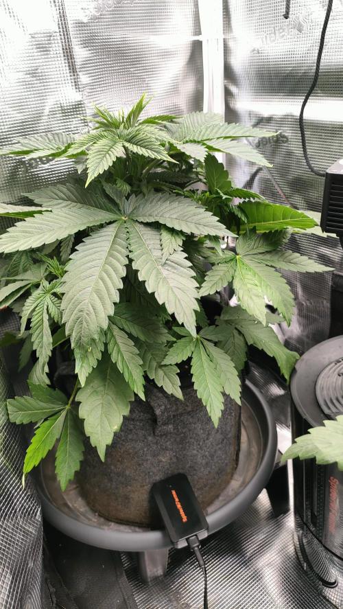 Two hippos in one box. Week 4