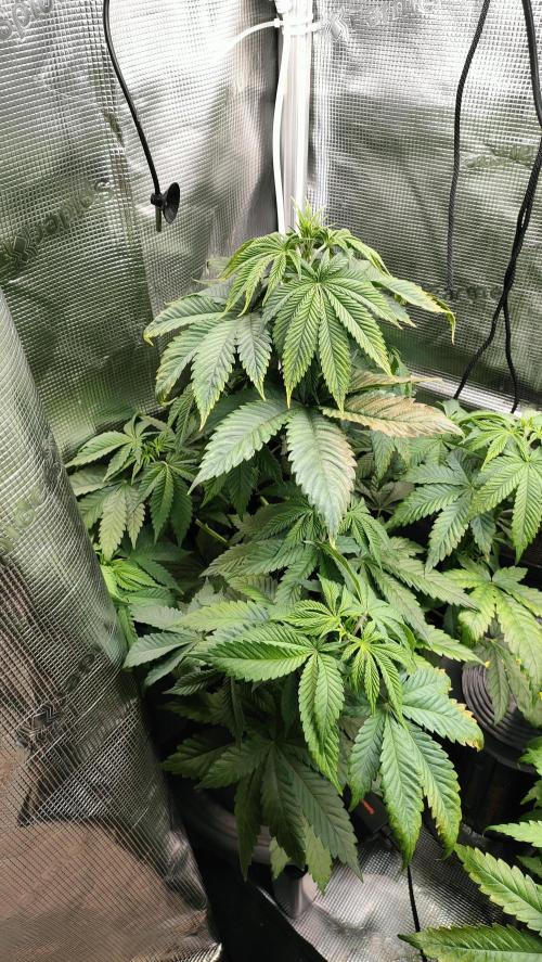 Two hippos in one box. Week 5