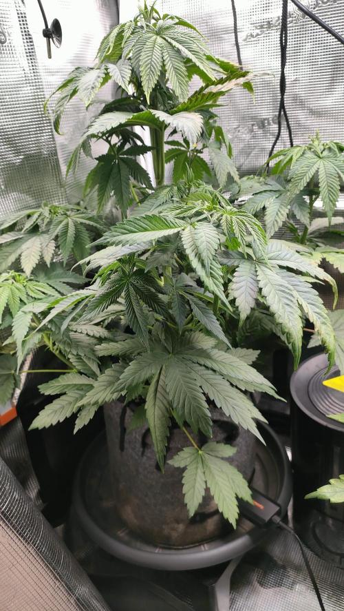 Two hippos in one box. Week 5