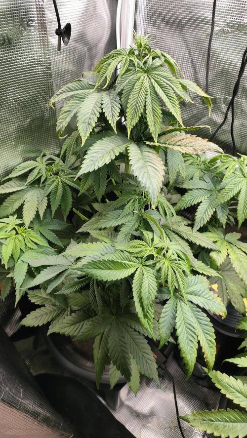 Two hippos in one box. Week 5