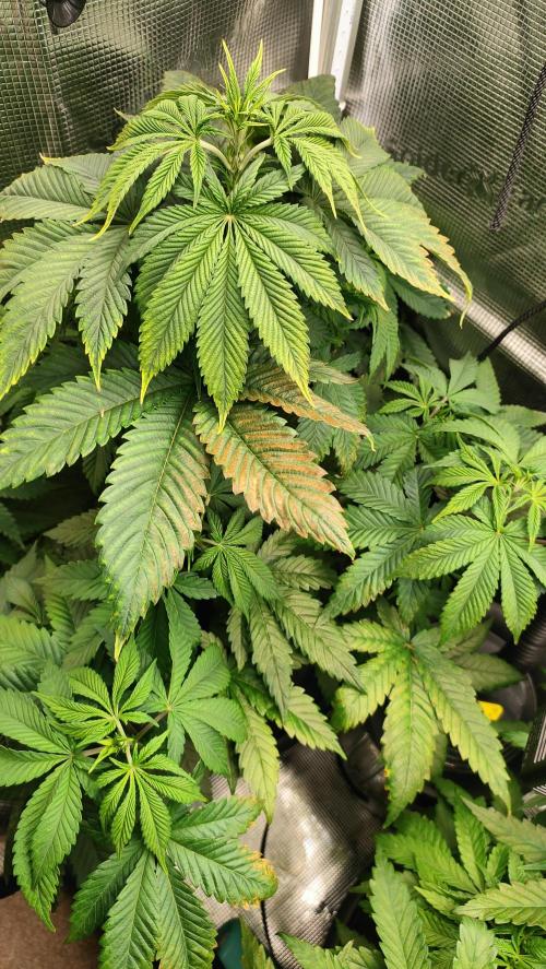 Two hippos in one box. Week 5