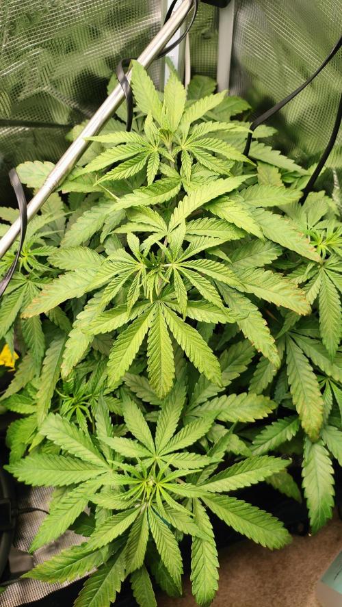 Two hippos in one box. Week 5