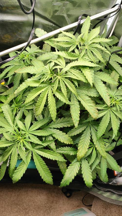 Two hippos in one box. Week 5