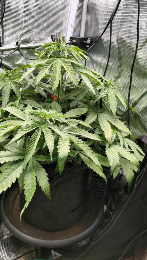 Two hippos in one box. Week 5