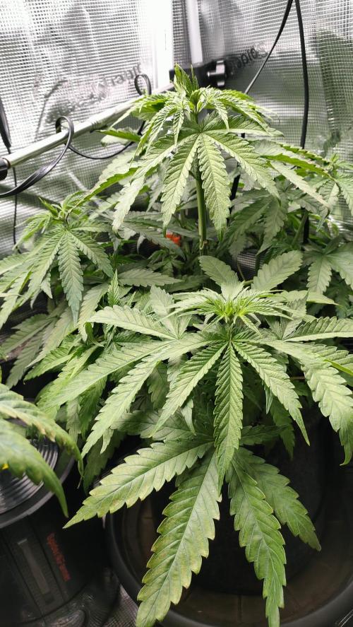 Two hippos in one box. Week 5