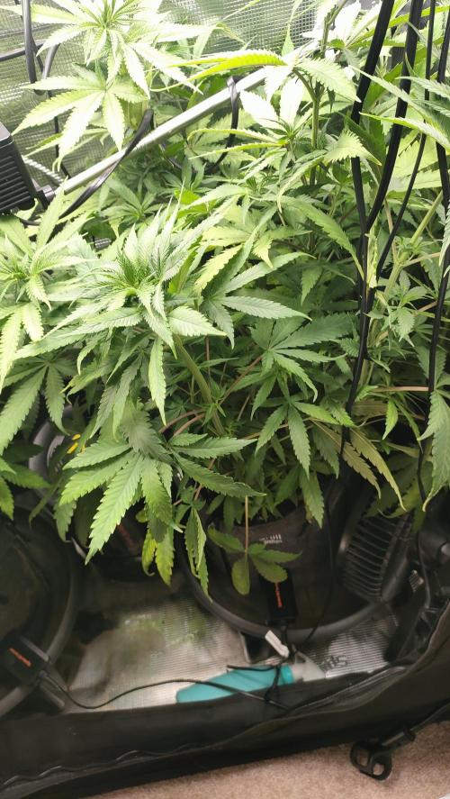 Two hippos in one box. Week 6