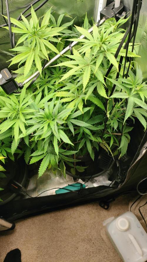 Two hippos in one box. Week 6