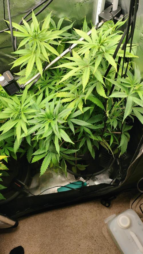 Two hippos in one box. Week 6