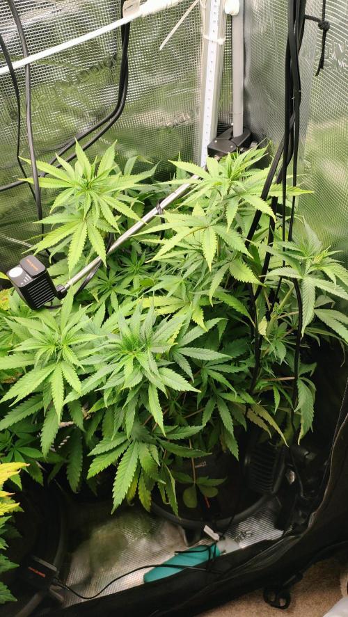 Two hippos in one box. Week 6