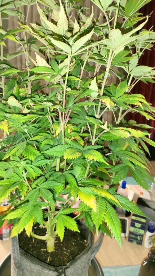 Two hippos in one box. Week 7