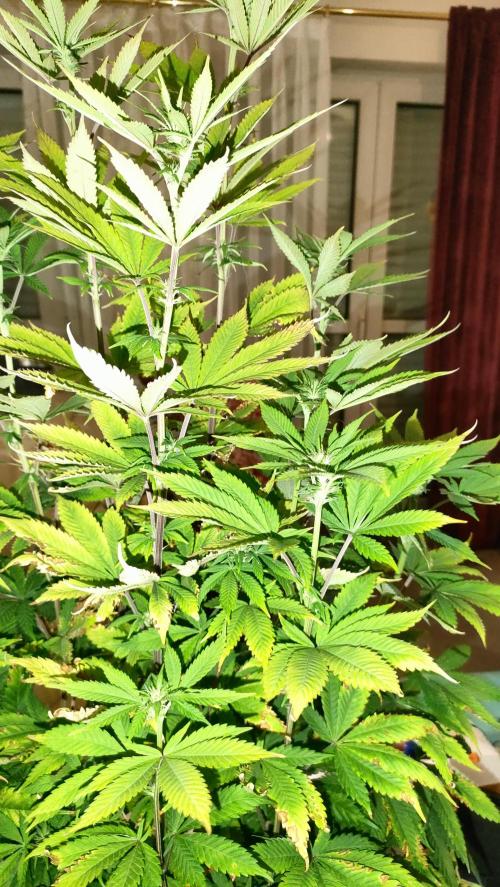 Two hippos in one box. Week 7