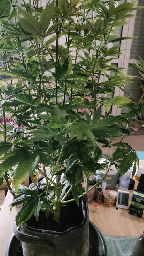 Two hippos in one box. Week 7