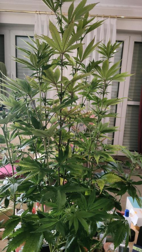 Two hippos in one box. Week 7