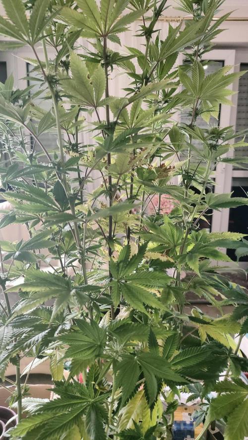 Two hippos in one box. Week 8