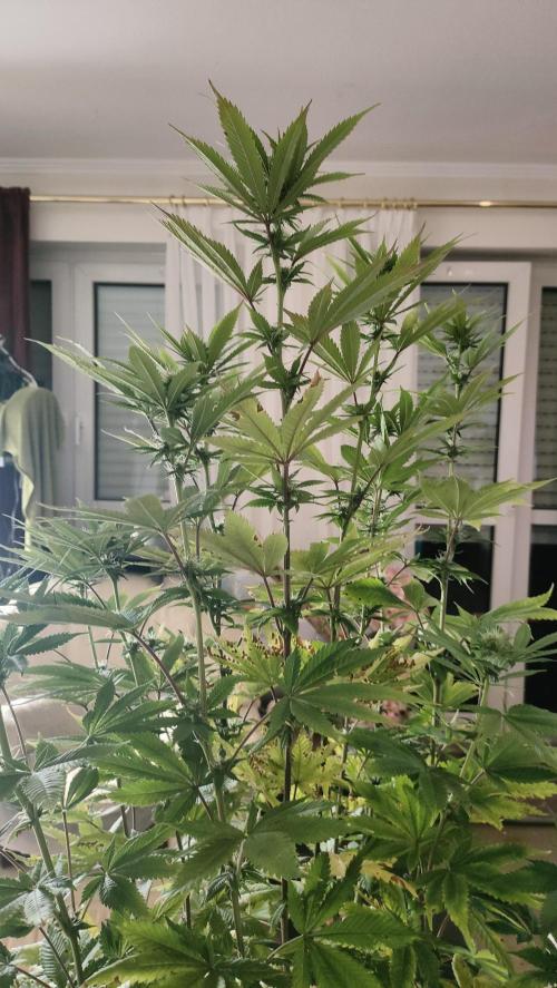 Two hippos in one box. Week 8