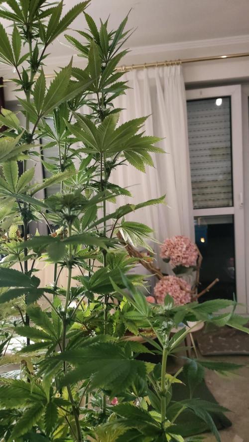 Two hippos in one box. Week 8