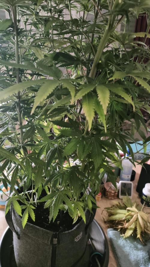 Two hippos in one box. Week 9