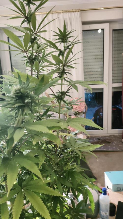 Two hippos in one box. Week 9