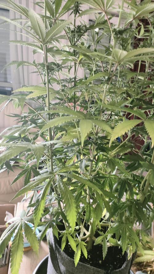 Two hippos in one box. Week 9