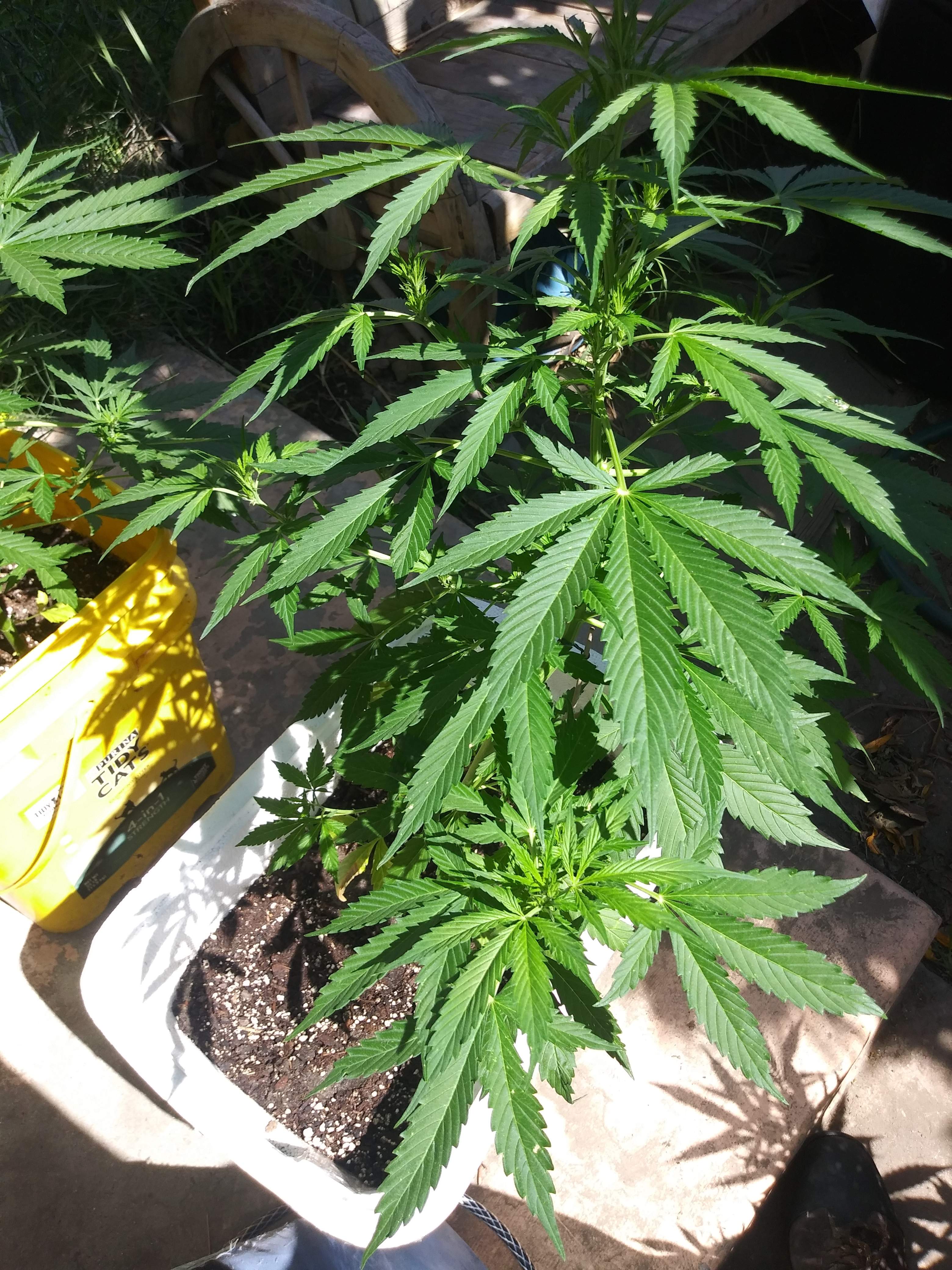 Gmo cookies, Keraseeds Bubblegum Auto grow diary (journal) week7 by