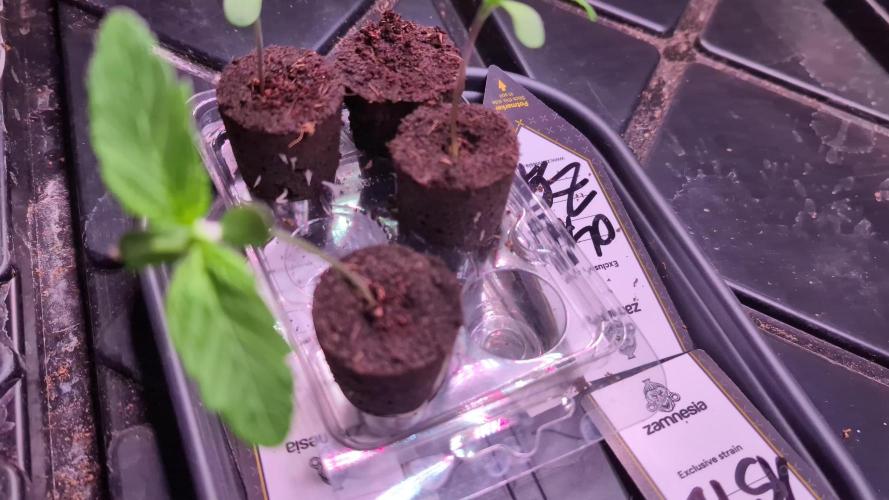 Permanent Marker by Blimburn Seeds
