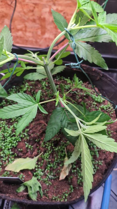 Permanent Marker by Blimburn Seeds