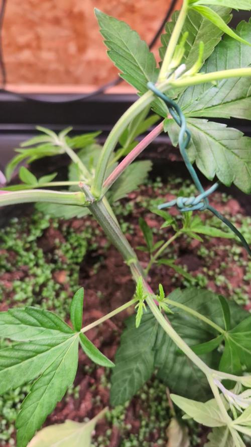 Permanent Marker by Blimburn Seeds