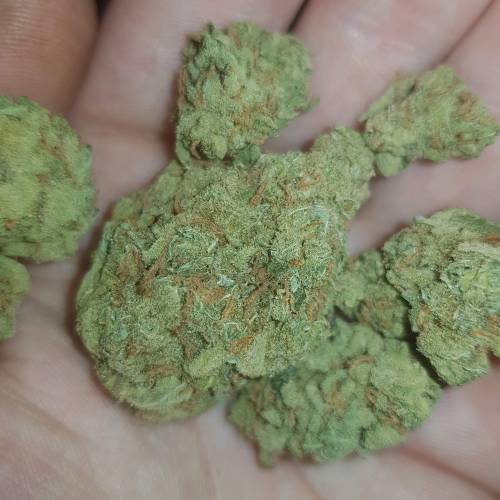 Death by gasolato udgenetics . Week 13