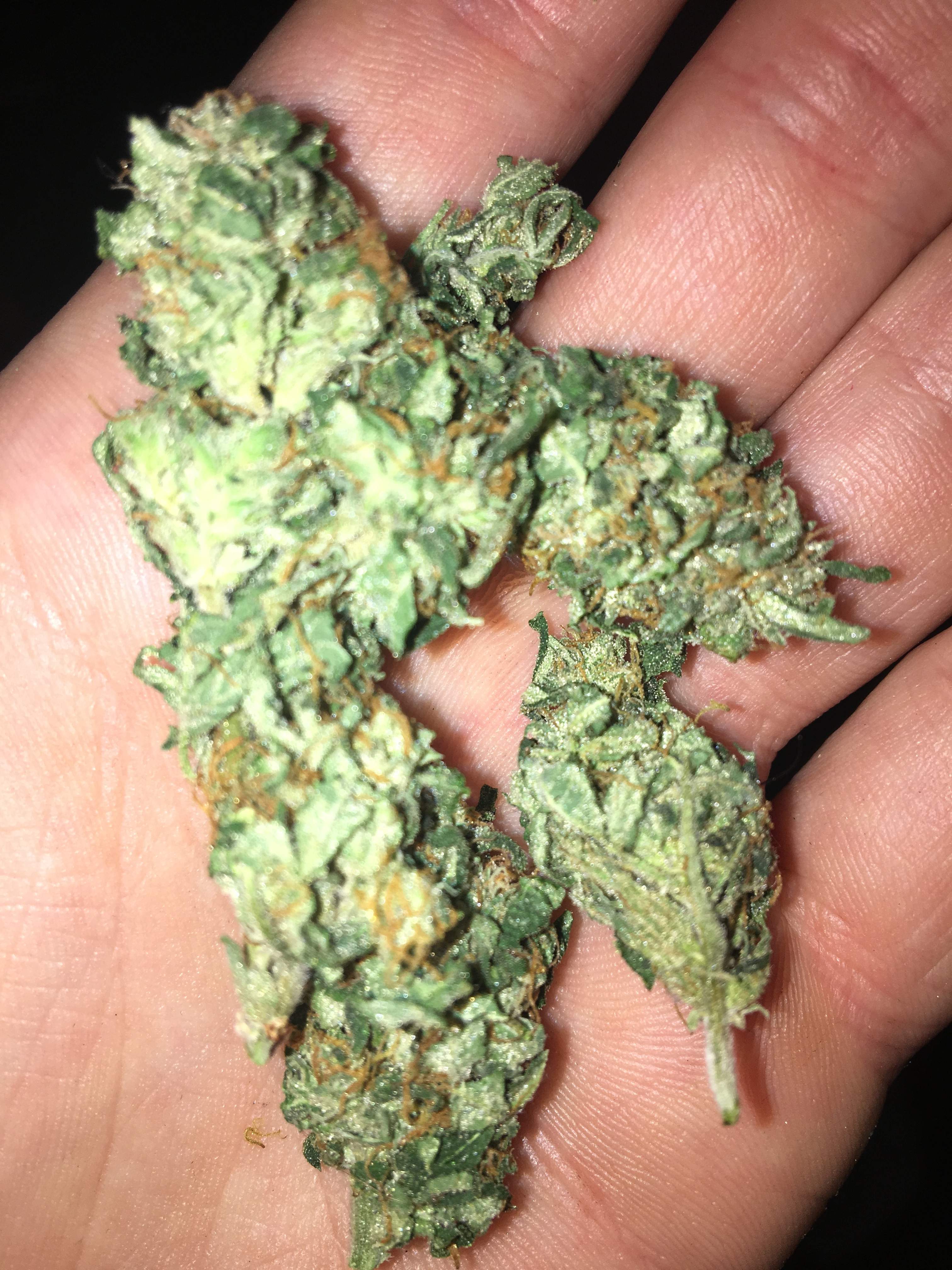 Reserva Privada Kosher Kush 2 grow diary (journal) harvest13 by