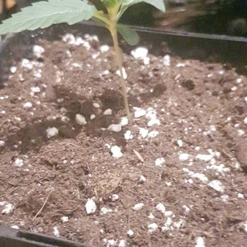 Death by gasolato udgenetics . Week 2