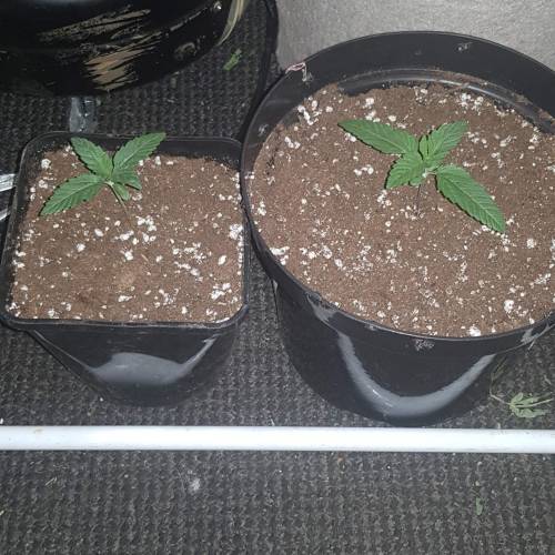 Death by gasolato udgenetics . Week 2