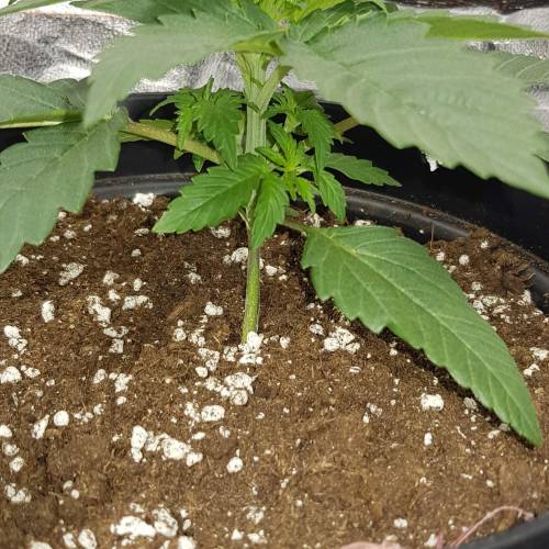 Death by gasolato udgenetics . Week 3