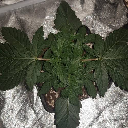 Death by gasolato udgenetics . Week 4