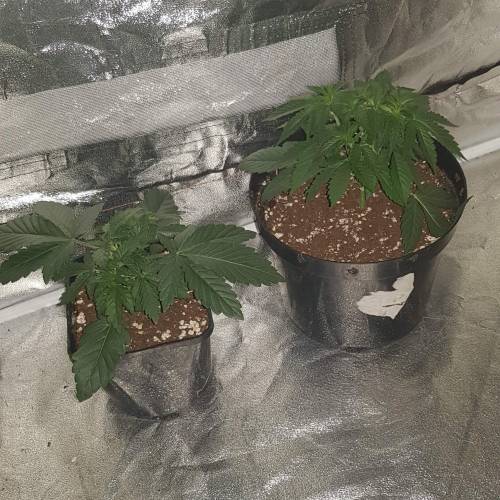 Death by gasolato udgenetics . Week 4