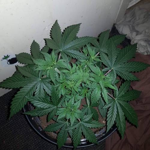 Death by gasolato udgenetics . Week 5