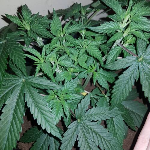 Death by gasolato udgenetics . Week 5