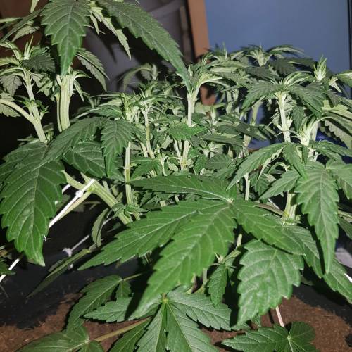 Death by gasolato udgenetics . Week 6