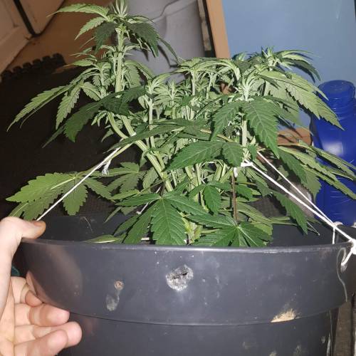 Death by gasolato udgenetics . Week 6